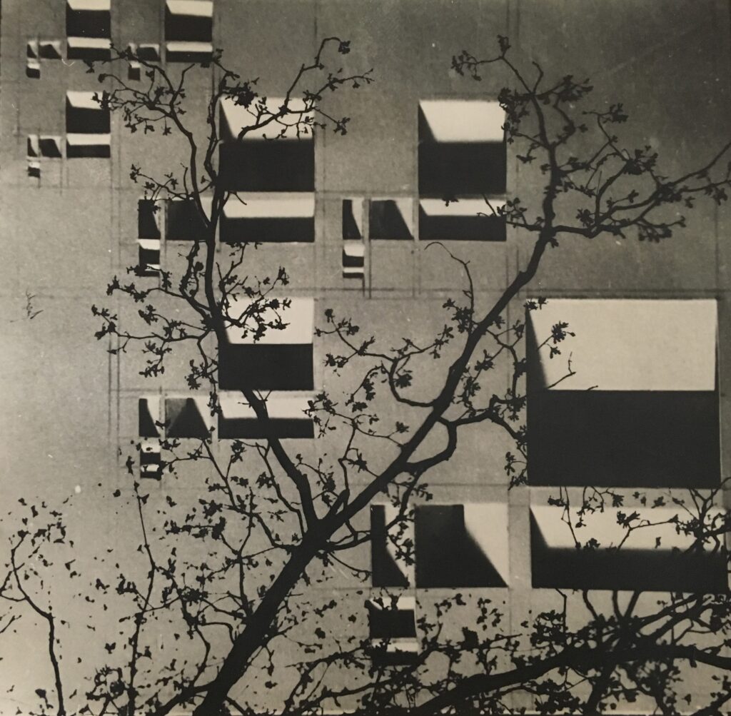 Razstava Je narava moderna? Ekološke perspektive v zbirki MAO (1930–1979)